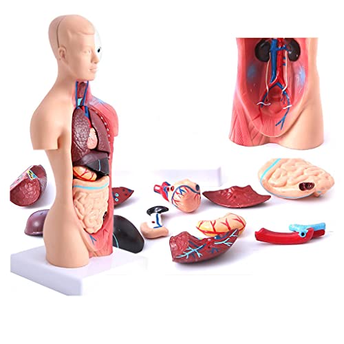 UIGJIOG Menschliches Körpermodell 28Cm, Anatomische Medizinische Innere Organe 15 Stücke Human Torso Anatomie-Modell Mit Herzkopf-Gehirn-Skelett-Modell Für Den Unterricht Kinder Anatomie-Bildung von UIGJIOG