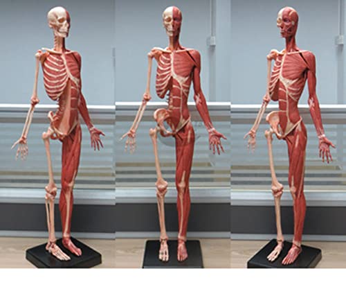 UIGJIOG Menschliches Muskelskelett anatomische Modell weibliche Anatomie Abbildung 60 cm Malerei Modelle menschliche anatomische Muskelknochenhaut Modell Referenz für Künstler pu von UIGJIOG