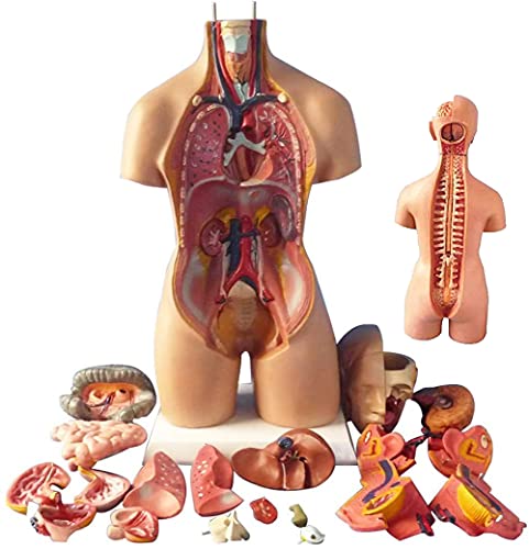 UIGJIOG Menschliches Torso-Modell,Abnehmbare Menschliche Organe,Körper Anatomie Modell,4D Anatomical Assembly Modell Der Menschlichen Organe Modell Toy Torso System Struktur 55Cm von UIGJIOG