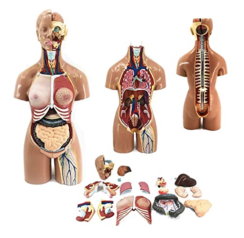 UIGJIOG Menschliches Torso Modell Medizinisches Anatomie-Lehrwerkzeug,Abnehmbare 19Pcs,55Cm Human Body Körper Anatomisches,Innere Organe,Kopfanatomie,Atemschutzsysteme,Verdauung Und Harnsysteme von UIGJIOG