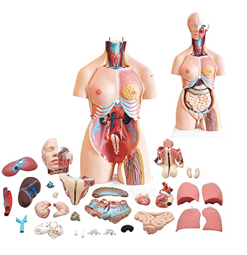 UIGJIOG Menschliches Torsomodell 85cm Anatomisches medizinisches Torsomodell 23 Teile, Rumpfmodell mit abnehmbaren Organen für Klasse, Studenten, Lehrmaterial von UIGJIOG