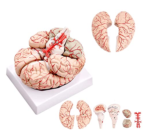 UIGJIOG Modell des Gehirns, Brain Anatomy-Modell, 3D-Brain-Modell 41 Genaue Digitale Logos-Human-Brain-Modell, Anatomisch Genaues Gehirnmodell 9 Teile Mit Anzeigebasis Zum Unterricht von UIGJIOG