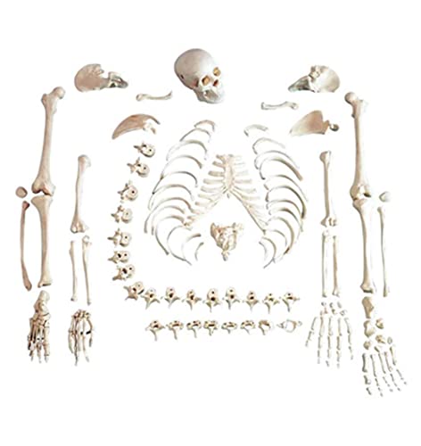 UIGJIOG Skeleton-Modell, menschlicher Körper Full Skeleton, 170cm Menschliches Skelettmuster Anatomie-Vorlage Medizinisches Skelett für lose Knochen für Erwachsene von UIGJIOG