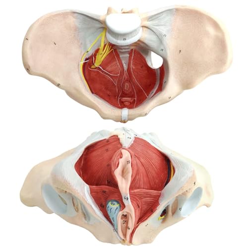 UIGJIOG Weibliche Beckenbodenmuskulatur Modell, Lebensgröße Beckenboden Modell, Weibliches Becken Modell Mit Beckenboden Muskeln Perineal Modell Weibliche Anatomie Modell 1:1 Educational Anatomie von UIGJIOG