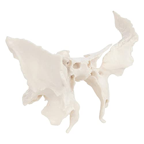 Vergrößertes Modell Des Sphenoidknochens, Menschliches Sphenoid -Knochenmodell, Das Aus Einem Echten Menschlichen Sphenoid -Knochen -Exemplar -Replikat -Anatomie -Modell 24.5*10*16 Cm Gegossen Wird von UIGJIOG