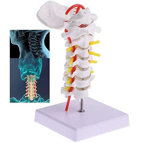 Bildungsschimmel, Anatomisches Modell des Menschen, 1: 1-Zervixmodell der Halswirbelsäule des menschlichen Skeletts mit okzipitaler Knochenscheibe und Nervenmodell der Halsarterie, Model Medical von WLYYMJ