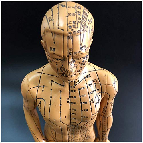 Lehrform, menschliche männliche Akupunktur Anatomisches Modell mit Akupunkturpunkten Traditionelle Chinesische Medizin Menschliches Meridian-Diagramm, Bronzefarbe, Höhe 19"Lehrmaterialien von WLYYMJ