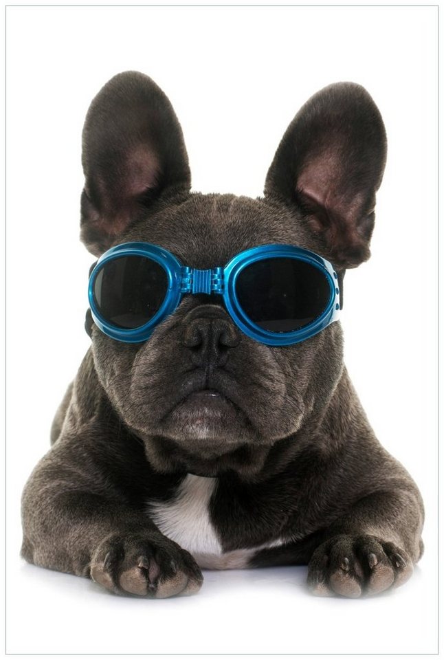 Wallario Acrylglasbild, Cooler Hund mit Sonnenbrille in blau - Französische Bulldogge, in verschiedenen Ausführungen von Wallario