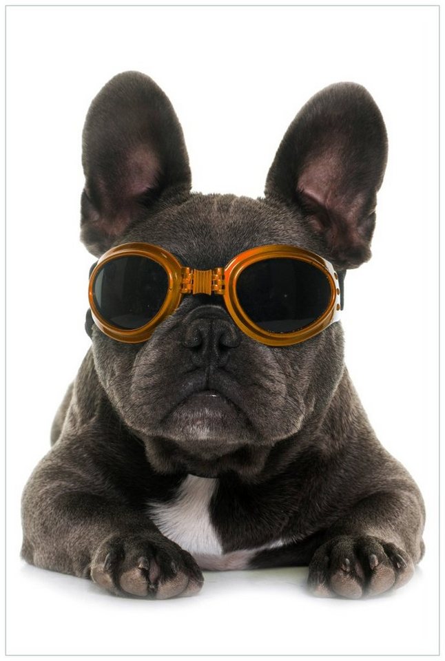 Wallario Acrylglasbild, Cooler Hund mit Sonnenbrille in orange - Französische Bulldogge, in verschiedenen Ausführungen von Wallario