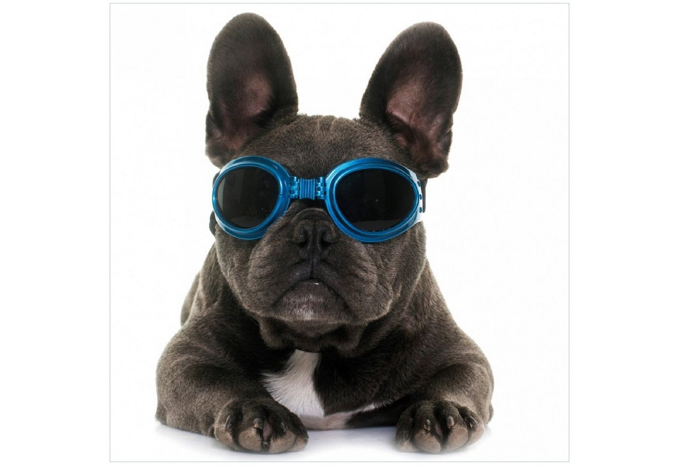 Wallario Glasbild, Cooler Hund mit Sonnenbrille in blau - Französische Bulldogge, in verschiedenen Ausführungen von Wallario