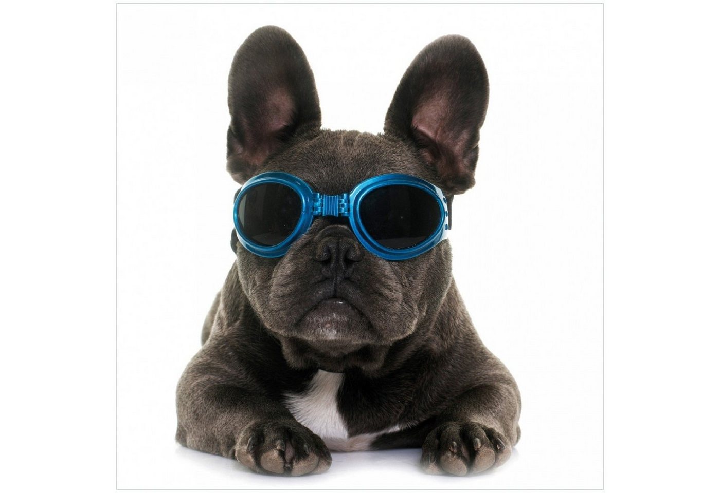 Wallario Memoboard Cooler Hund mit Sonnenbrille in blau - Französische Bulldogge von Wallario