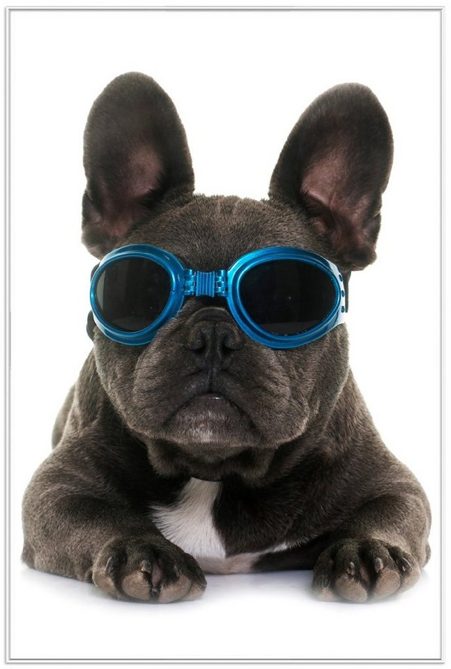 Wallario Poster, Cooler Hund mit Sonnenbrille in blau - Französische Bulldogge, in verschiedenen Ausführungen von Wallario