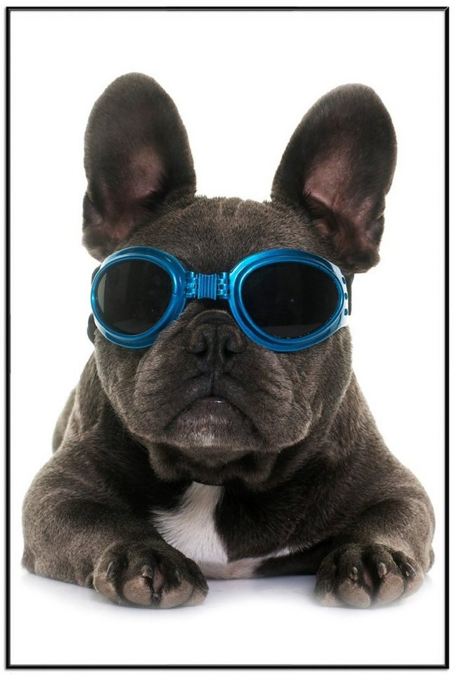 Wallario Poster, Cooler Hund mit Sonnenbrille in blau - Französische Bulldogge, in verschiedenen Ausführungen von Wallario