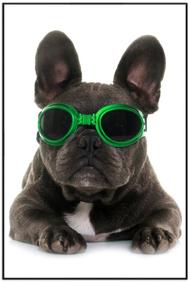 Wallario Poster, Cooler Hund mit Sonnenbrille in grün - Französische Bulldogge, in verschiedenen Ausführungen von Wallario