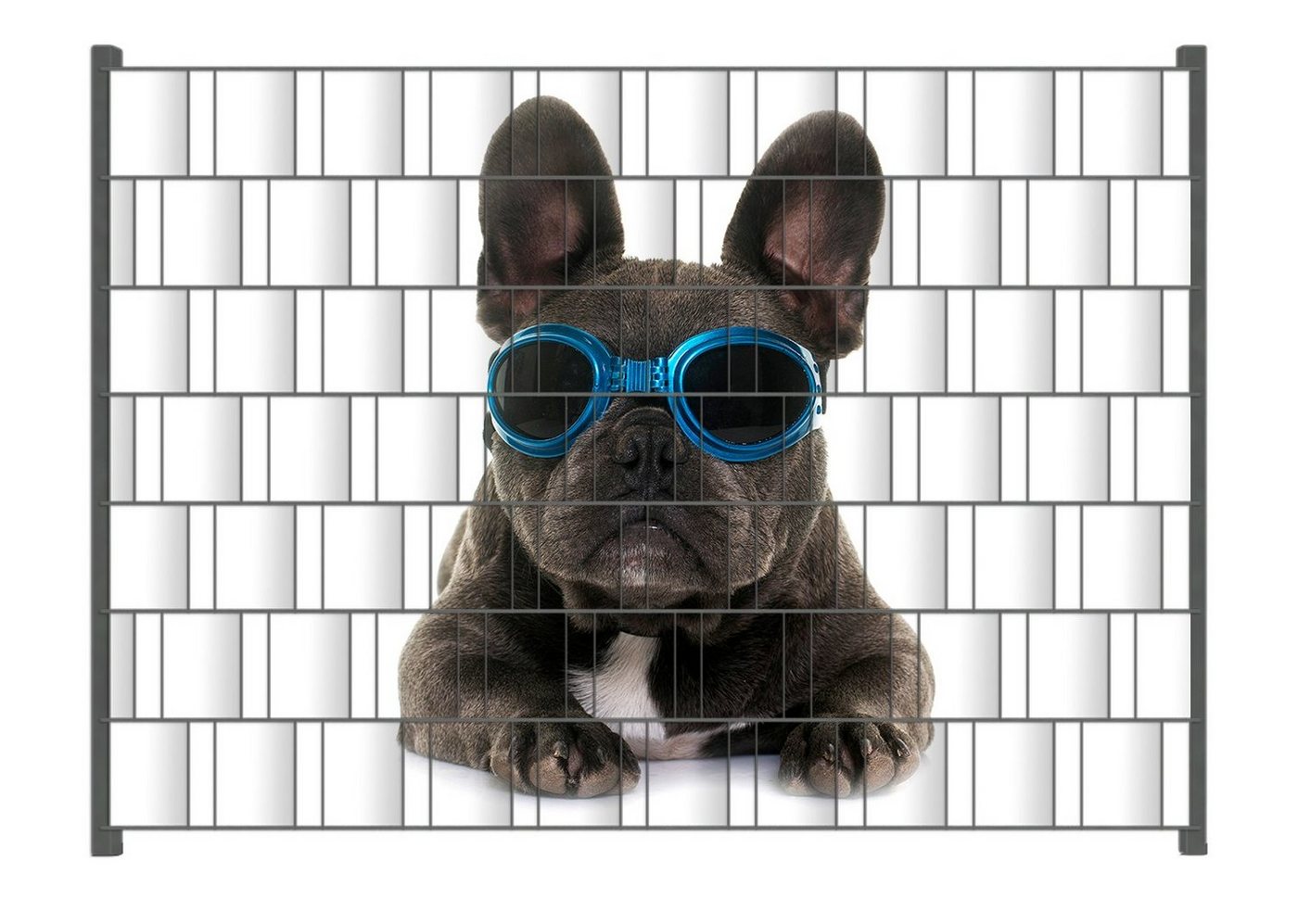 Wallario Sichtschutzstreifen Cooler Hund mit Sonnenbrille in blau - Französische Bulldogge von Wallario