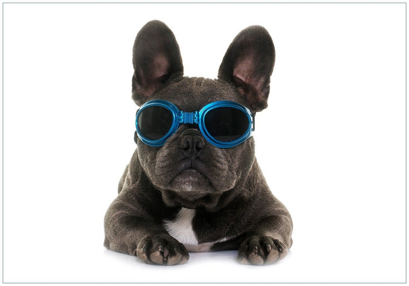 Wallario Vliestapete Cooler Hund mit Sonnenbrille in blau - Französische Bulldogge, Seidenmatte Oberfläche, hochwertiger Digitaldruck, in verschiedenen Größen erhältlich von Wallario