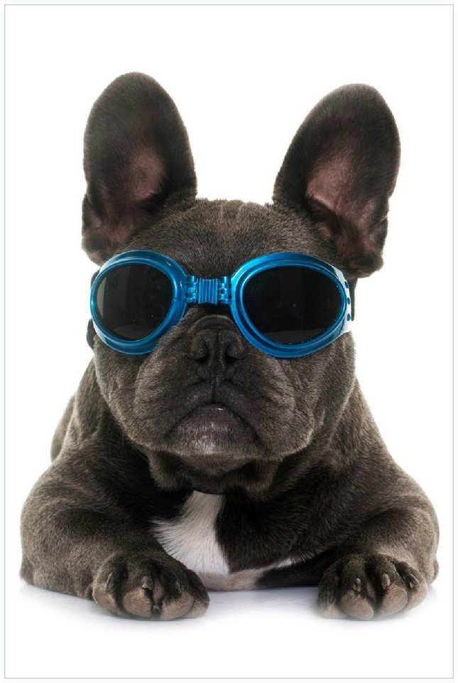 Wallario Wandfolie, Cooler Hund mit Sonnenbrille in blau - Französische Bulldogge, in verschiedenen Ausführungen von Wallario