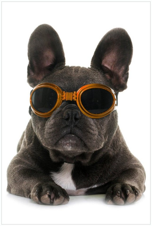 Wallario Wandfolie, Cooler Hund mit Sonnenbrille in orange - Französische Bulldogge, in verschiedenen Ausführungen von Wallario