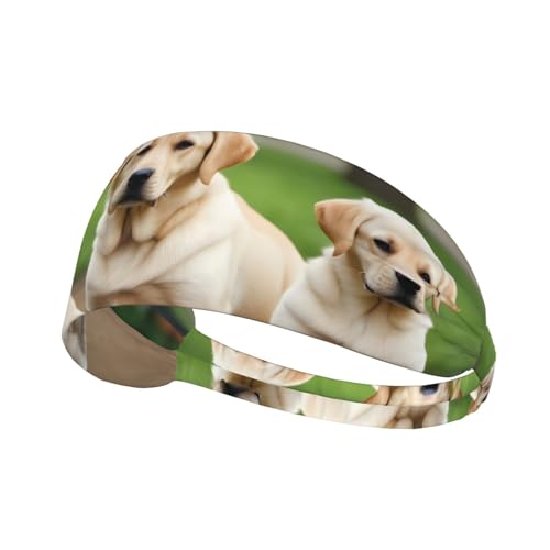 Elastisches Unisex-Sport-Stirnband, feuchtigkeitsableitend, athletisch für Laufen, Training, Outdoor-Sport, Labrador-Hunde, Bild von YYHWHJDE
