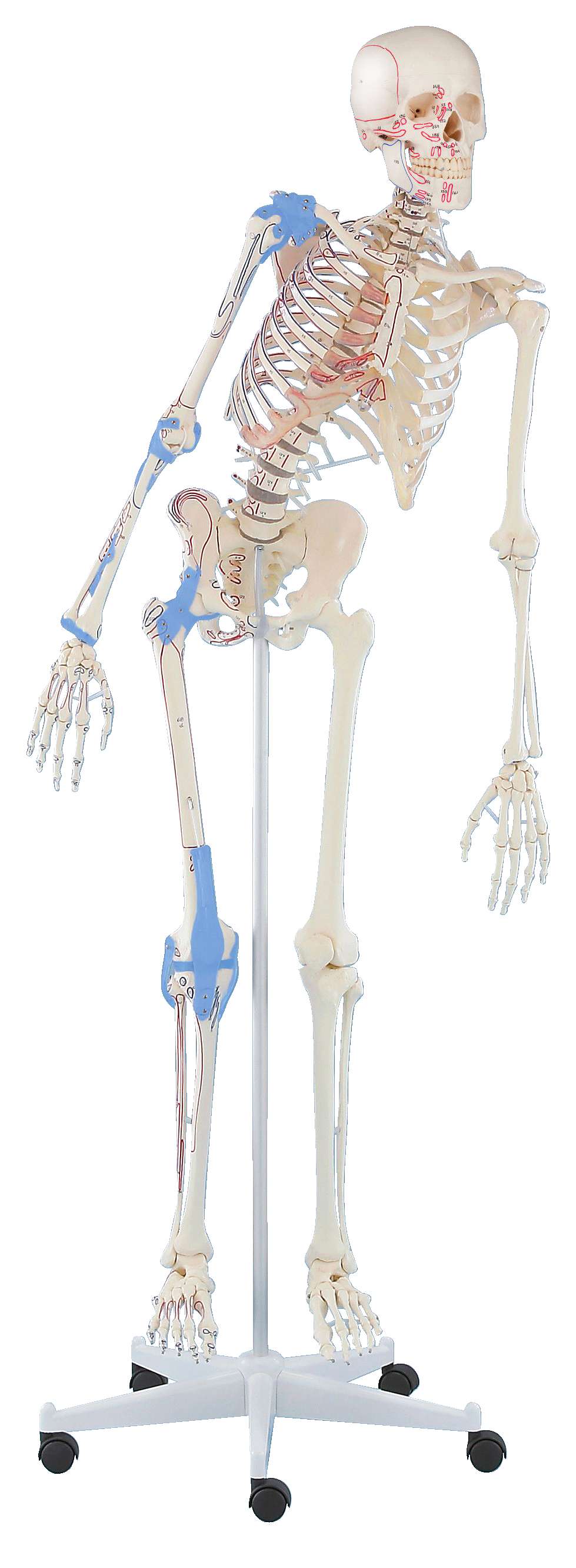 Erler Zimmer Skelettmodell "Schulskelett Max", beweglich von Erler Zimmer