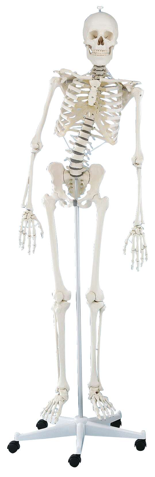 Erler Zimmer Skelettmodell "Skelett Hugo", beweglich von Erler Zimmer