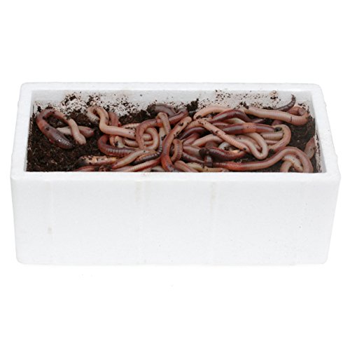 proinsects 48 STK. kanadische Tauwürmer in der Styroporbox proinsects 48 STK. kanadische Tauwürmer in der Styroporbox von proinsects