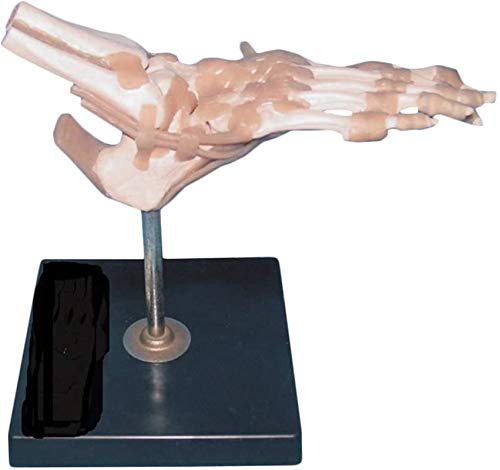 Anatomiemodell, pädagogisches Modell, menschliches Gelenk, anatomisches Modell – Fußgelenkmodell mit Bändern, menschliches anatomisches Modell – lebensgroße Skelett-Anatomie-Lehrmodelle – kompatibel von vkeid