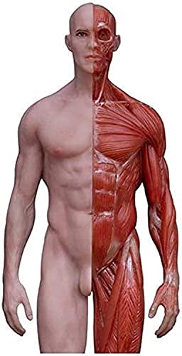 Naturwissenschaftlicher Unterricht, Anatomiemodell, 11,8 Zoll/30 cm große menschliche Anatomiefigur – männliches Anatomiefigurenmodell – menschliches anatomisches Muskelknochenmodell – menschliches von vkeid