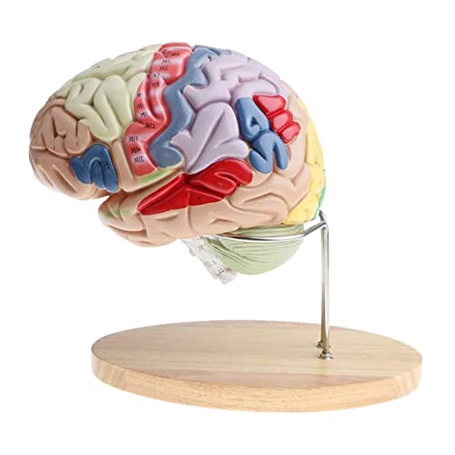 vkeid Anatomiemodell, menschliches Gehirn, Anatomiemodell, Vergrößerung, menschliches Gehirnmodell, abnehmbares 4-teiliges anatomisches menschliches Modell, Gehirnrinde, Nervenlabor, kompatibel mit von vkeid