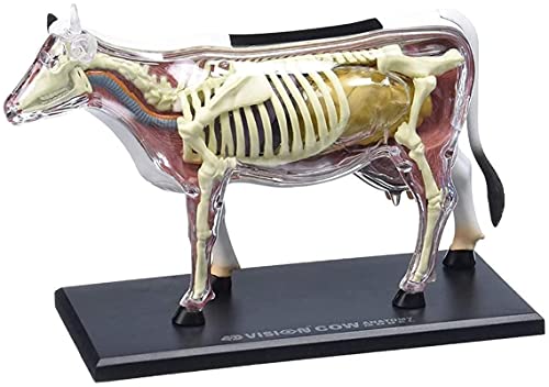 vkeid Anatomiemodell, pädagogisches Modell, anatomisches Modell der Kuh, tierisches anatomisches Modell, abnehmbar, 29 Teile, Kuhorgan-Anatomie, medizinisches Lehrmodell, kompatibel mit medizinischer von vkeid