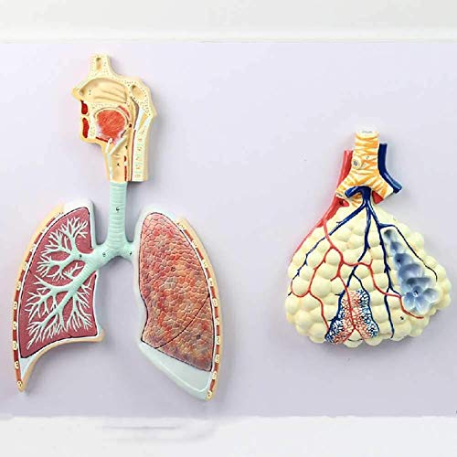 vkeid Modell der menschlichen Lunge, Modell des menschlichen Atmungssystems, Alveolarmodell für medizinische, anatomische und wissenschaftliche Studien, Anzeige, Lehre, Medizin von vkeid