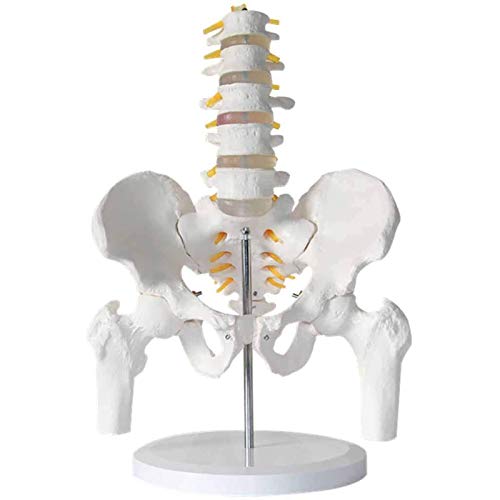 vkeid Skelettmodell der menschlichen Lendenwirbelsäule mit Beckenbeinknochen, fünfteiliges anatomisches Modell der Lendenwirbelsäule – PVC-Material von vkeid